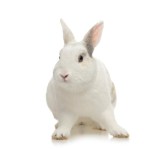 lapin nain blanc